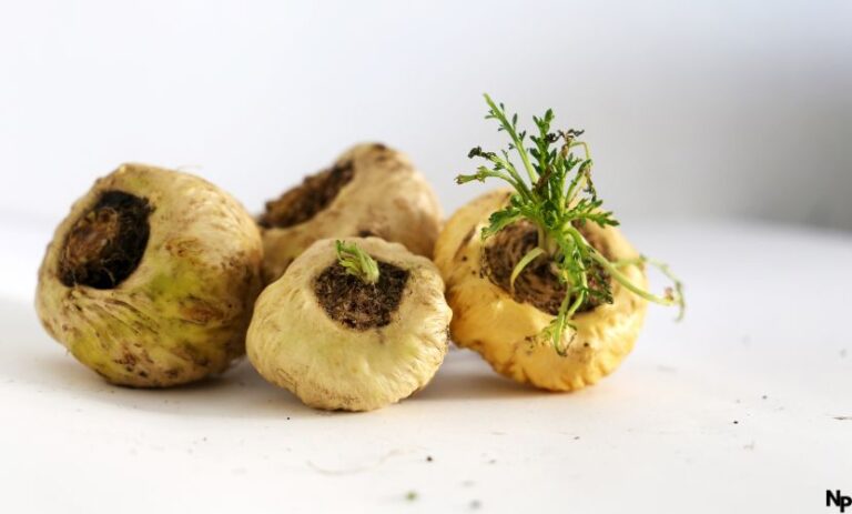 Maca pflanze